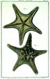 Diderot - Starfish IV