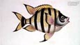 Franz Kruege - Fish Bordered Chetodo (Engraving)
