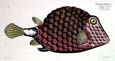 Franz Kruege - Fish Triangular Fish (Engraving)