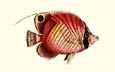 Nodder - Nodders Fish Red