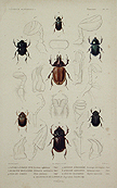 beetles