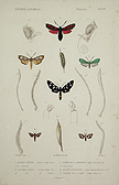 butterflies
