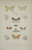 moths