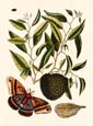 Mark Catesby - Butterfly Botanical III
