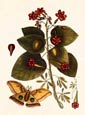 Mark Catesby - Butterfly Botanical I