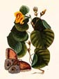 Mark Catesby - Butterfly Botanical II
