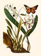 Mark Catesby - Butterfly Botanical IV