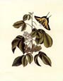 Mark Catesby - Papilio Antilochus