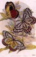 Sir William Jardine - Butterflies 12 of 12