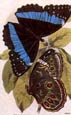 Sir William Jardine - Butterflies 10 of 12