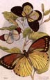 Sir William Jardine - Butterflies 11 of 12