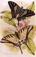Sir William Jardine - Butterflies 1 of 12