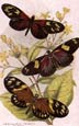 Sir William Jardine - Butterflies 4 of 12