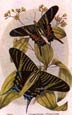 Sir William Jardine - Butterflies 5 of 12