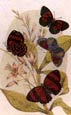 Sir William Jardine - Butterflies 7 of 12