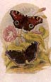 Sir William Jardine - Butterflies 8 of 12