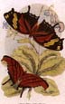 Sir William Jardine - Butterflies 9 of 12