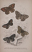 Butterflies