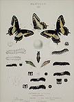butterflies