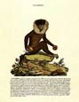 Innocente Alessandri - Italian Animals 12 of 16 (Monkey)