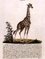 Innocente Alessandri - Italian Animals 13 of 16 (Giraffa)
