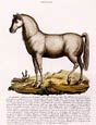 Innocente Alessandri - Italian Animals 6 of 16 Il Dromedario