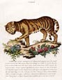 Innocente Alessandri - Italian Animals 15 of 16 (Tiger)
