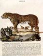 Innocente Alessandri - Italian Animals 16 of 16 (Leopardo)