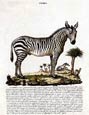 Innocente Alessandri - Italian Animals 5 of 16 (Zebra)