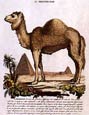 Innocente Alessandri - Italian Animals 6 of 16 Il Dromedario