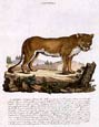 Innocente Alessandri - Italian Animals 7 of 16 (Leonessa)
