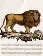 Innocente Alessandri - Italian Animals 8 of 16 (Leone)