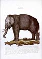 Innocente Alessandri - Elefante