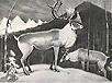 Caribou