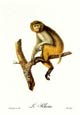 Jean-Baptiste Audebert - Le Rhesus