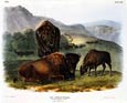 John James Audubon - American Bison or Buffalo (Family)