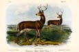 John James Audubon - Black Tailed Deer
