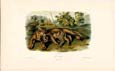 John James Audubon - Cougar