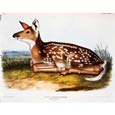 John James Audubon - Common American Deer (Fawn)