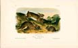 John James Audubon - Grey Rabbit
