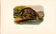 John James Audubon - Lynx