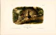 John James Audubon - Lynx