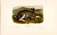 John James Audubon - Polar Hare