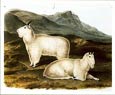 John James Audubon - Rocky Mountain Goat
