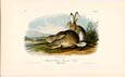 John James Audubon - Rocky Mountain Hare