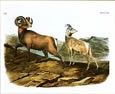 John James Audubon - Rocky Mountain Sheep
