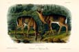 John James Audubon - Virginian Deer