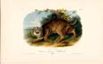 John James Audubon - Wildcat