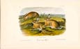 John James Audubon - Worm Wood Hare