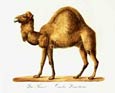 Karl Brodtmann - Camel